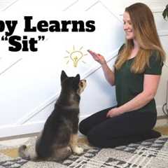 How to Train Your Puppy to Sit: Step-By-Step Tutorial
