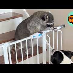 5 Animal Friendships That Shouldn’t Work, But They Do Cuddle Buddies