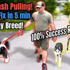 STOP Leash Pulling with ANY BREED Right NOW!  SO EASY!