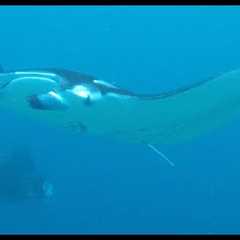 Maldives Scuba Diving Trip Video - Fall 2015 Short Length