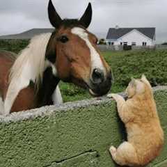 When Kitten Runs the Stable Now 🐱 Funny Cat Videos 2025 Ever!