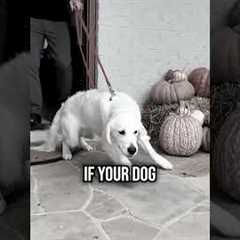 Top 4 Mistakes Making Your Dog Leash Reactive!