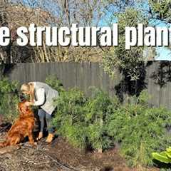 Planting a Living Privacy Wall 🌿 | Podocarpus for Garden Structure