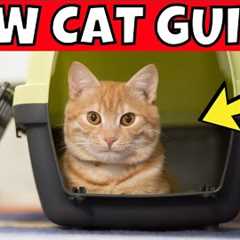 Bringing Home a Cat: The Ultimate Beginner’s Guide