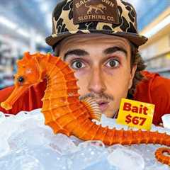 I Raised a Grocery Store Seahorse as a Pet