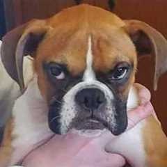 The FUNNY PUPPIES on the Planet! 🌍🤣 Funny Animals Video