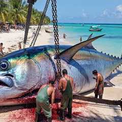 How Fishermen Catch the 1,500KG Bluefin Tuna   Deep Ocean Documentary