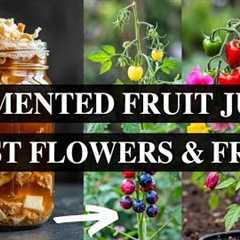 DIY Fermented Fruit Juice. This Ancient Liquid Revives Dead Soil Instantly & Boosts Flowers..