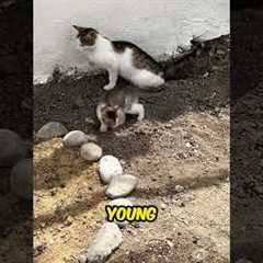 Kitten’s Adorable Toilet Training Attempt