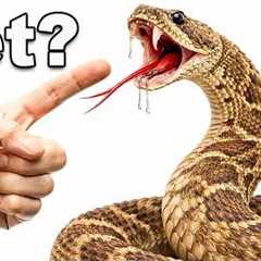 I KEEP A VENOMOUS RATTLESNAKE AS A PET! (Don't Try This!)
