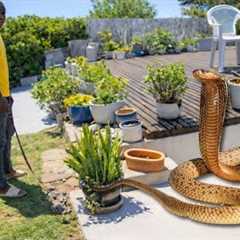 HUGE Deadly Snake In Her Yard