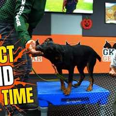 How to Teach Your Dog to Stand on Command | Platform Training Made Easy