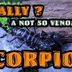 Scorpion from  a Pet Shop in Cartimar