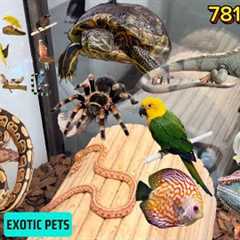 Exotic Pets Ludhiana 😱💯 Full Vlog