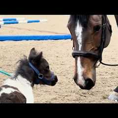 Unlikely Animal Friendships 2026: Pitbull Nanny & House Pig Zoomies | Cuddle Buddies