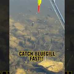 4-Step Program To Catch Bluegill FAST!! 🎣🐟 #shorts #fishing #bluegill