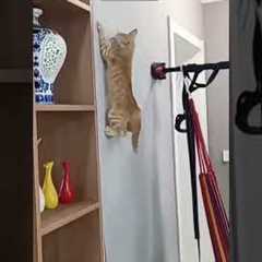 Funny Cat 🐈‍⬛ funny cats fighting ❤️ # Part 3771