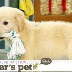 Puppy Mouthing (Training Basics) | Teacher's Pet With Victoria Stilwell