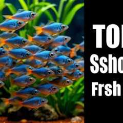 10 Best Schooling Fish for Freshwater Aquariums:  Peaceful Species to Transform Your Tank