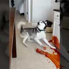 Max! What have you done? #cute #funny #pets #dog #cat #cat #funny #cute #animals #cat #dog #Max #Mia