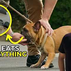 Why I Train Humans, Not Dogs | Better Human Better Dog | S03E03