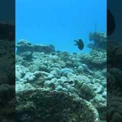 Exploring scuba dive 🤿 🧜‍♀️🐳 #scubadive #diving #travel #seychelles