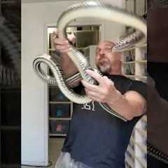 This Snake Terrified Millions… And It’s NOT Venomous #shorts  #snake