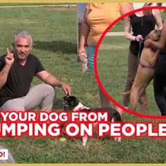 How To Stop Your Dog from Jumping on People | Dog Nation