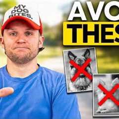 AVOID These Dog Breeds as a Total Beginner!
