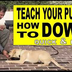 How To Teach Your PUPPY or DOG Lie DOWN - Dog Training Video