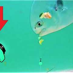 World's first SURF FISHING RIG CAMERA captures STUNNING NEVER before seen FOOTAGE!