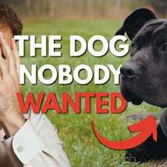 Abandoned Dog Gets His Chance at a New Life