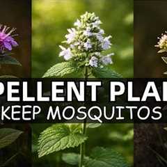 20 Repellent Plants That Repel Mosquitos & Flies Instantly