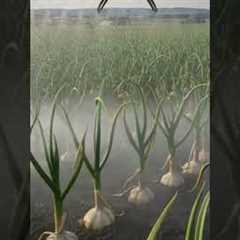 Drone Watering Giant Garlic Plants#viralvideo #viral #robotics #agrifuture #agriculturetechnology