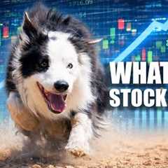 Ep 10 - Moura Dogmanship - How to teach a stock dog to do an outrun