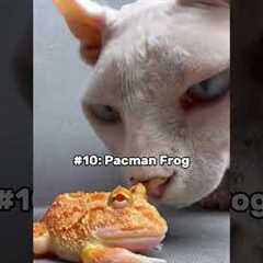 10 Exotic pets u can legally own! #animals #cutepets #pets #cuteanimals #cute # #bestpets #petlover