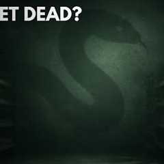 The Reptile Market Isn’t Dead — It’s Changing