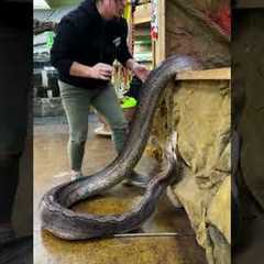 Dealing with an angry girl and snake here! 🐍 she’s also a big one so got to be careful folks! 😅