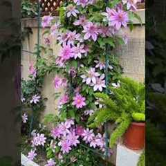 Viral Home Gardening Trends Right Now 🌿🔥#gardening #shorts #viral #trending