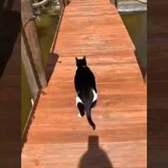 The funniest cat video ever 😂 @yourcrystalshop