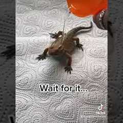 Wait for it...😂 #beardeddragon #beardie #reptile #reptiles #lizard #dragon #pet #cute #exotic pet