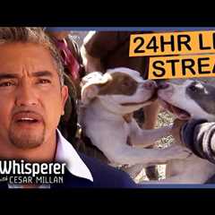 Best Advice from The Dog Whisperer - Cesar Millan
