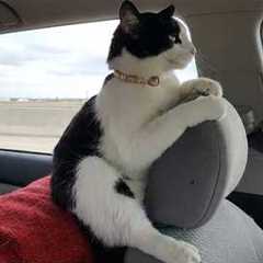 One of The Funniest CATS Videos Ever! 🤣 NEW Funny Cats Video