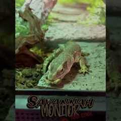 Train Your Savannah Monitor in Seconds - This Trick Is Shocking! #shorts #reptiles
