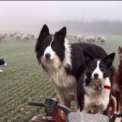 Three incredible sheepdogs in action / 5 months old border collie puppy herding sheep 
