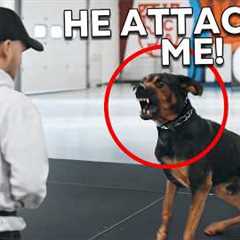 Family's Aggressive Dog Gets One Final Chance to Live