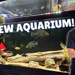 New 125 Gallon Cichlid Tank Setup + Massive Fish Room Upgrades!