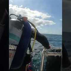 #travel #adventure #ocean #live #scuba #dive #underwater #explore #outdoors #scubadivediver #yolo