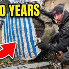 Inside A 5,000 Year Old Log... (Unreal!)