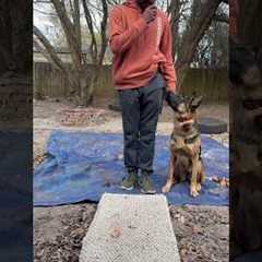 Dog training tip I’ve learned over the years